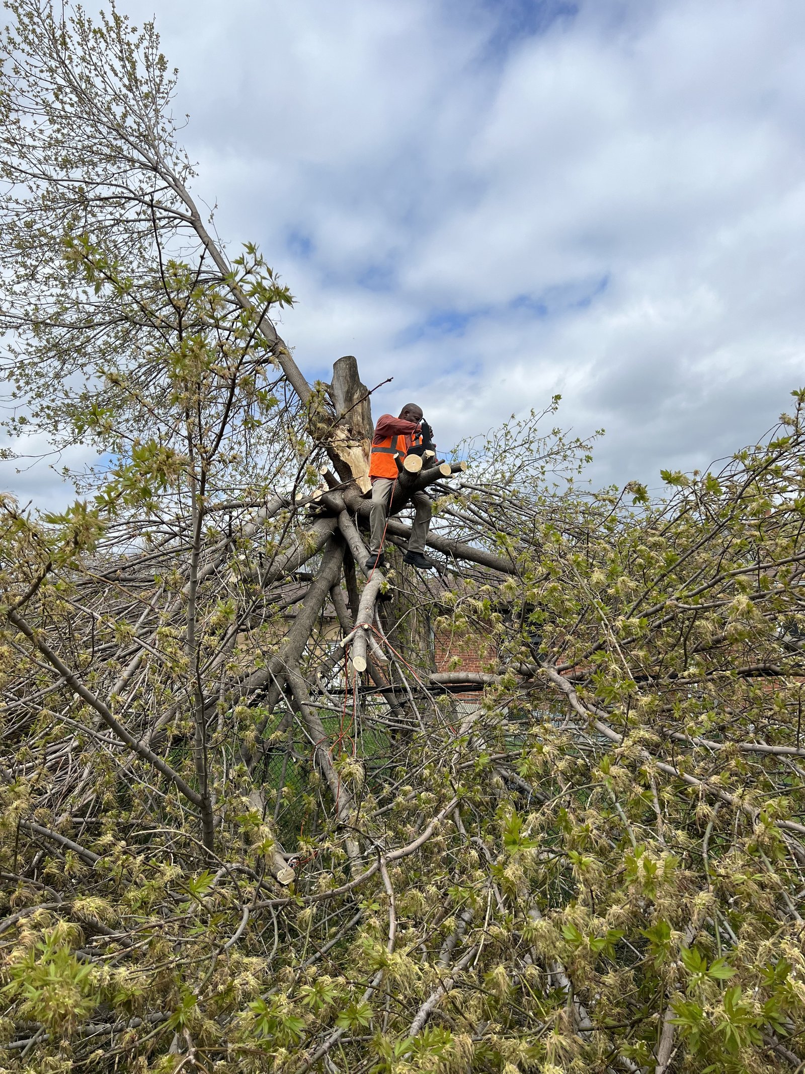 Tree Services